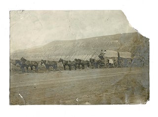 1912 Photograph of 10 Horse Team and 3 Wagon Freight Train in the Cariboo-Chilcotin