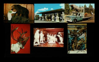 Item #4179 Collection of 13 Taxidermy Postcards. Inc Knopp Brothers Studios
