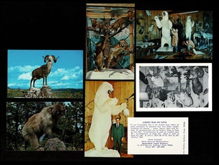 Item #4180 [Largest Bear] Collection of 12 Taxidermy Postcards. Inc Knopp Brothers Studios