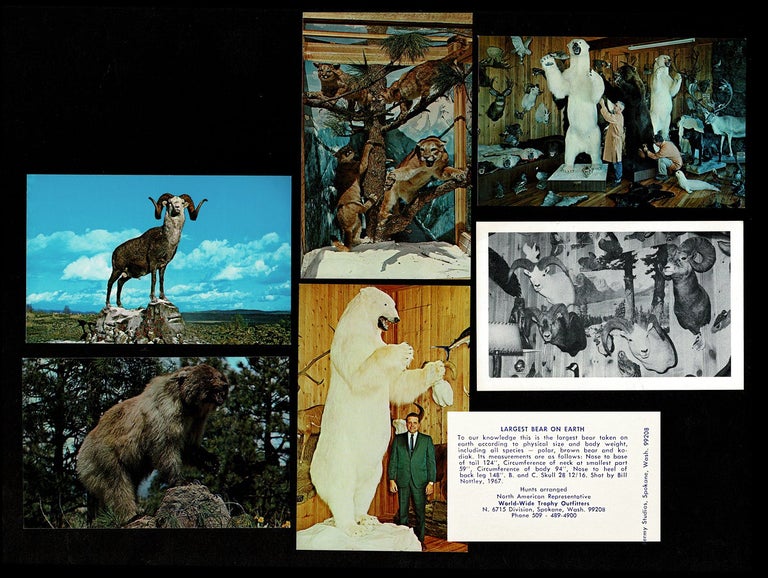 Item #4180 [Largest Bear] Collection of 12 Taxidermy Postcards. Inc Knopp Brothers Studios.