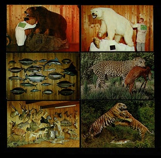 [Largest Bear] Collection of 12 Taxidermy Postcards
